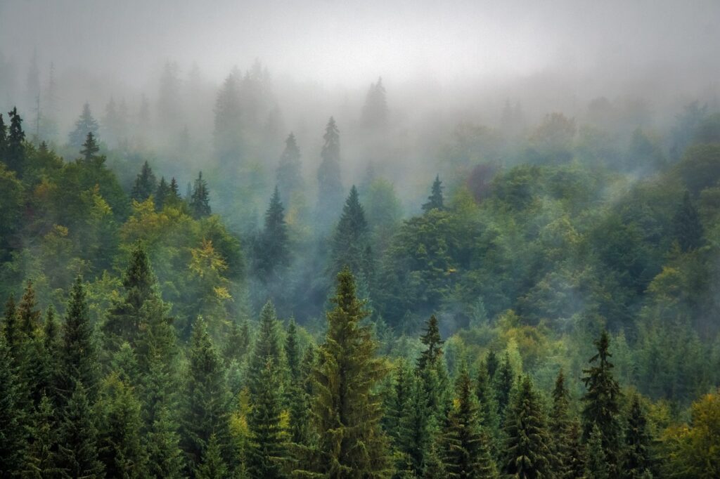 sapins